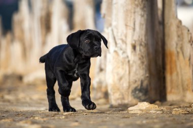 Şirin baston Corso Köpek Stüdyosu
