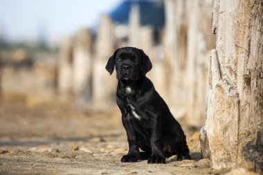 Şirin baston Corso Köpek Stüdyosu