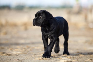 Şirin baston Corso Köpek Stüdyosu