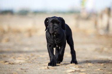 Şirin baston Corso Köpek Stüdyosu