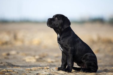 Şirin baston Corso Köpek Stüdyosu