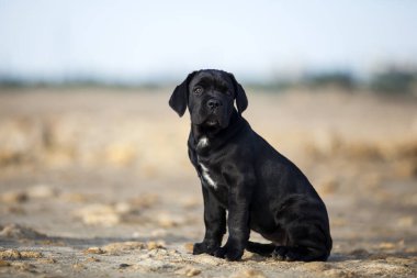 Şirin baston Corso Köpek Stüdyosu