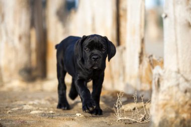 Şirin baston Corso Köpek Stüdyosu