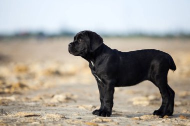 Şirin baston Corso Köpek Stüdyosu