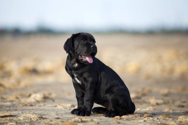 Şirin baston Corso Köpek Stüdyosu