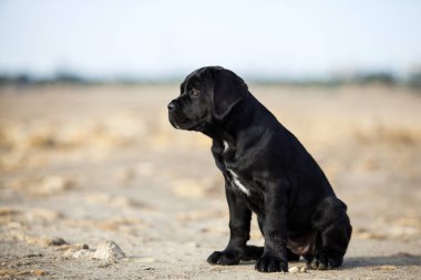 Şirin baston Corso Köpek Stüdyosu