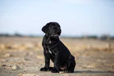 Şirin baston Corso Köpek Stüdyosu