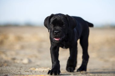 Şirin baston Corso Köpek Stüdyosu