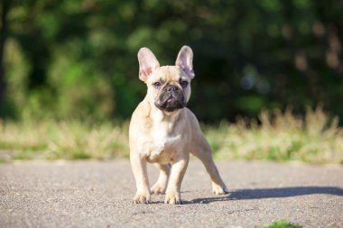 Açık havada sevimli Fransız bulldog 'unu kapatıyoruz.