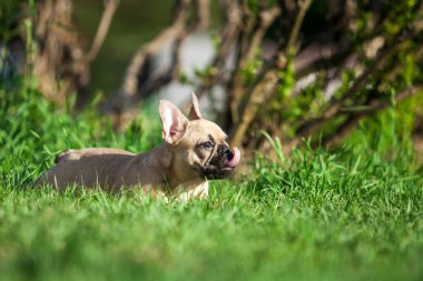 Açık havada sevimli Fransız bulldog 'unu kapatıyoruz.