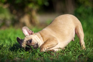 Fransız buldoğu çimenlerde dinleniyor.