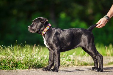 Köpek kamışı Corso dışarıda ürer.