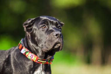 Köpek kamışı Corso dışarıda ürer.