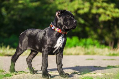 Köpek kamışı Corso dışarıda ürer.