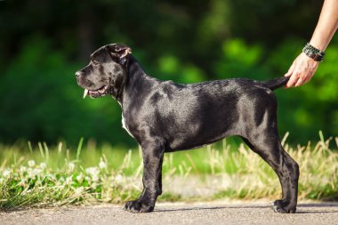 Köpek kamışı Corso dışarıda ürer.
