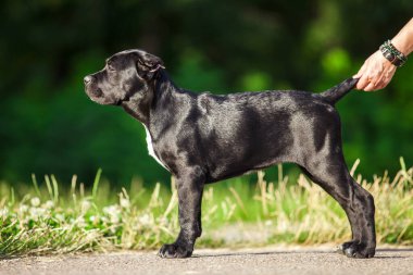 Köpek kamışı Corso dışarıda ürer.