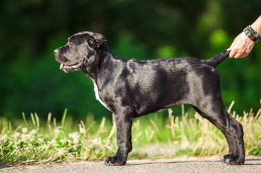 Köpek kamışı Corso dışarıda ürer.