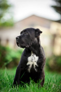 Köpek kamışı Corso dışarıda ürer.