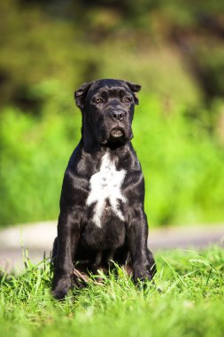 Köpek kamışı Corso dışarıda ürer.