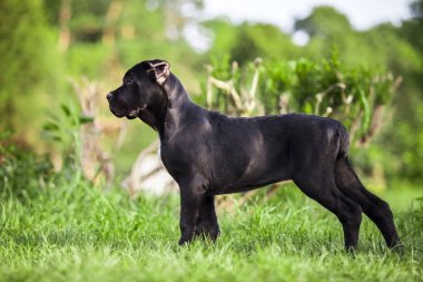Köpek kamışı Corso dışarıda ürer.