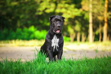 Köpek kamışı Corso dışarıda ürer.