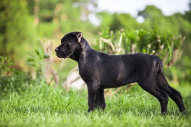 Köpek kamışı Corso dışarıda ürer.