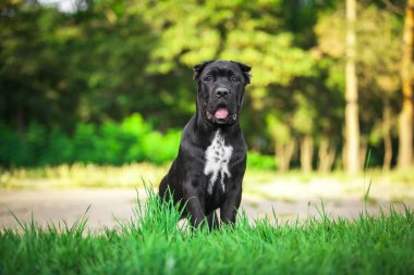 Köpek kamışı Corso dışarıda ürer.