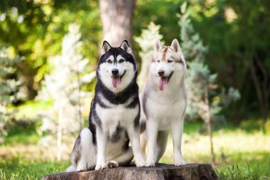 Sibirya 'nın sevimli köpekleri dışarıda.