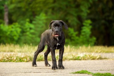 Cane corso köpek yavrusu dışarıda