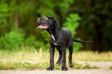 Cane corso köpek yavrusu dışarıda
