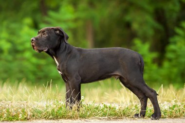 Cane corso köpek yavrusu dışarıda