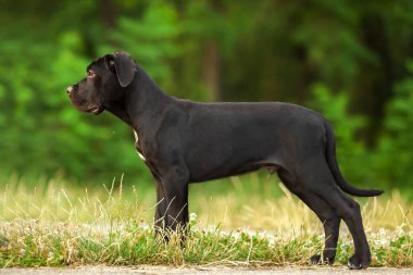 Cane corso köpek yavrusu dışarıda