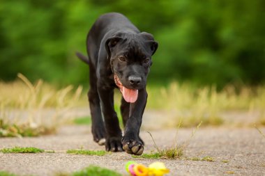 Cane corso köpek yavrusu dışarıda