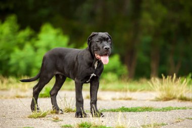 Cane corso köpek yavrusu dışarıda