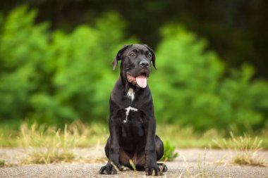 Cane corso köpek yavrusu dışarıda