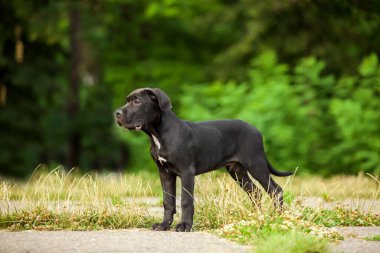 Cane corso köpek yavrusu dışarıda