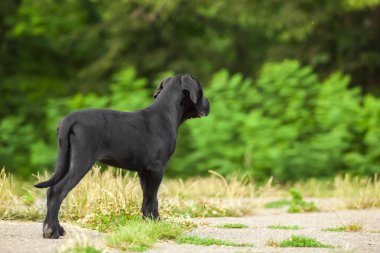 Cane corso köpek yavrusu dışarıda