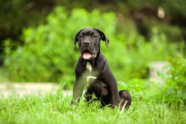 Cane corso köpek yavrusu dışarıda