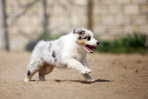 Little Cute Australian Shepherd Puppy — Stock Photo, Image