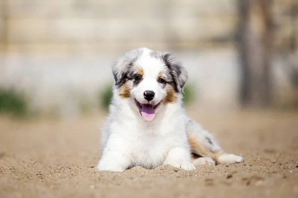 Pequeno Cachorro Pastor Australiano Bonito — Fotografia de Stock