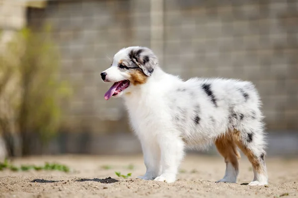 Lilla Söta Australiska Shepherd Valp — Stockfoto