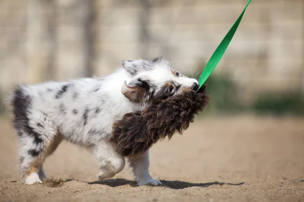 かわいいオーストラリアの羊飼いの子犬 — ストック写真