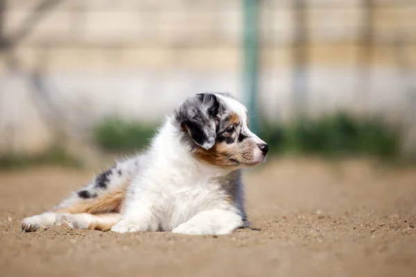 Kleine Schattige Australische Herder Puppy — Stockfoto