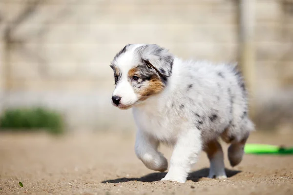 Little Cute Australian Shepherd Puppy — Stok Foto