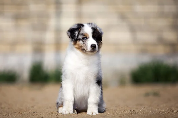 Pequeno Cachorro Pastor Australiano Bonito — Fotografia de Stock