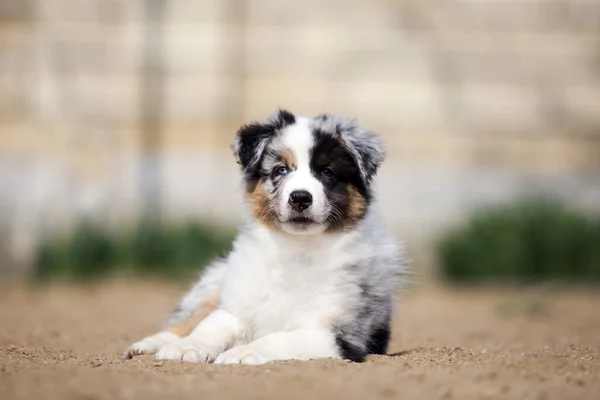 Little Cute Australian Shepherd Puppy — Stock Photo, Image