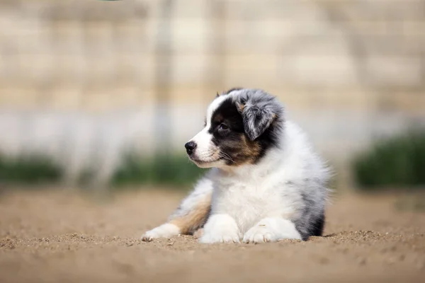 Little Cute Australian Shepherd Puppy — Stock Photo, Image