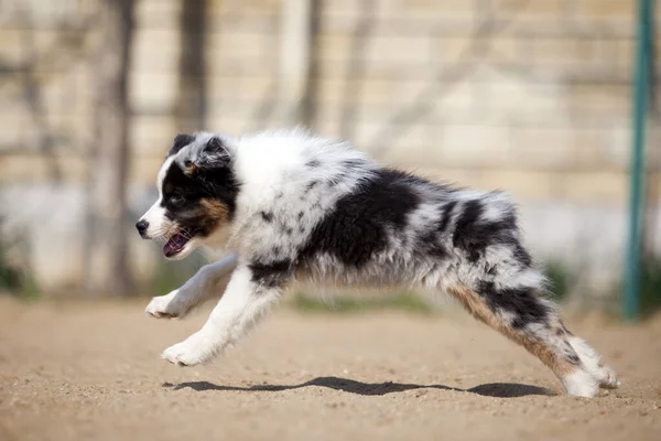 Lilla Söta Australiska Shepherd Valp — Stockfoto