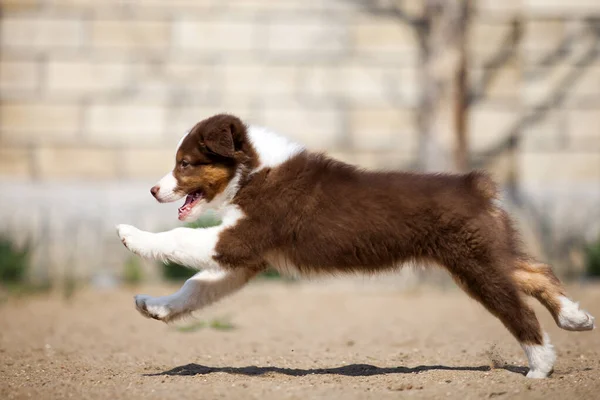 Pequeño Lindo Pastor Australiano Cachorro — Foto de Stock