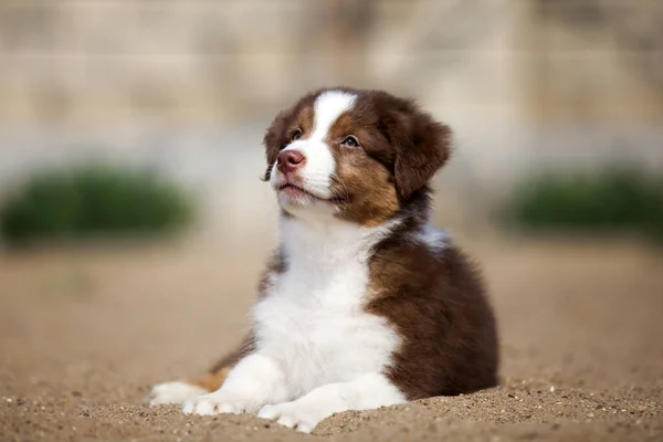 Pequeno Cachorro Pastor Australiano Bonito — Fotografia de Stock